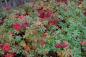 Mobile Preview: Geranium pratense-Hybride 'Brookside' | Garten-Storchschnabel